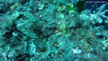 Ribbon Worm