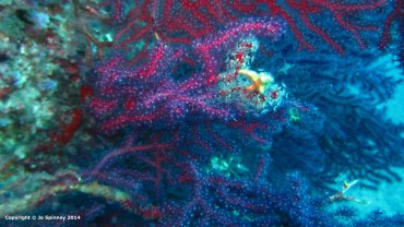 Sea Finger Coral