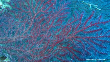 Giant Sea Fan