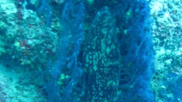 Grouper Hiding in the Coral