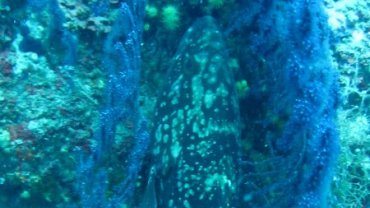 Grouper Hiding in the Coral