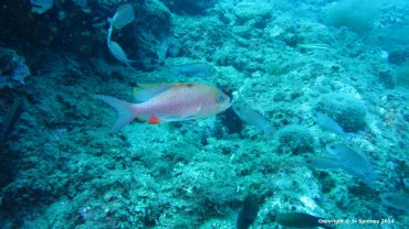 Swallow-Tailed Sea Perch