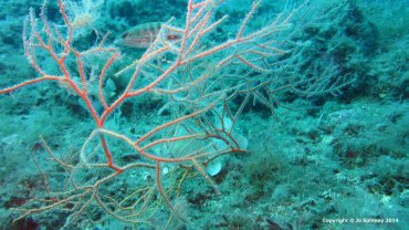 Coral