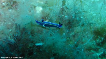 Felimare Tricolor - Nudibranch