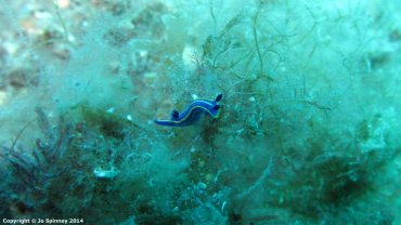 Felimare Tricolor - Nudibranch