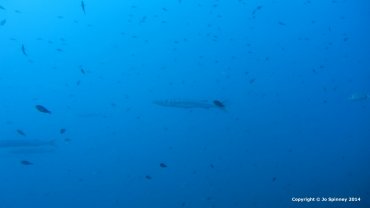 Barracuda