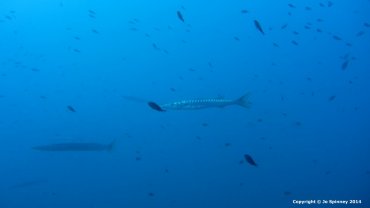 Barracuda