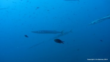 Barracuda