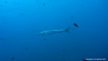 Barracuda