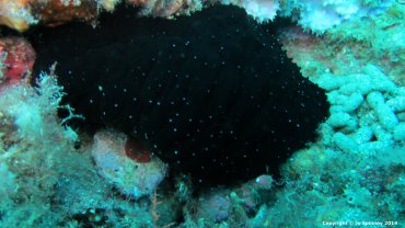 Black Sea Cucumber