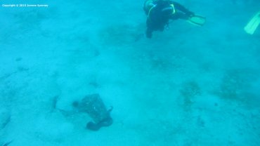 Moray Eel