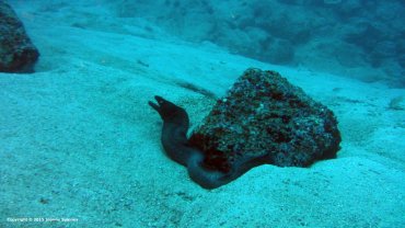 Black Moray Eel