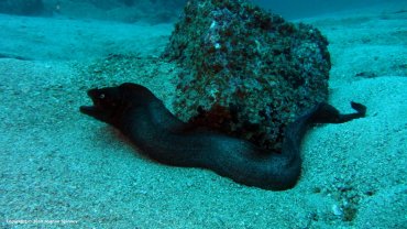 Black Moray Eel