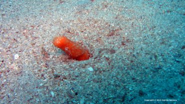Bald Sea Feather