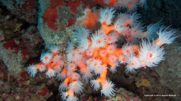 Orange Soft Coral
