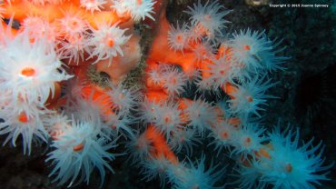 Orange Soft Coral