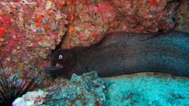 Black Moray Eel