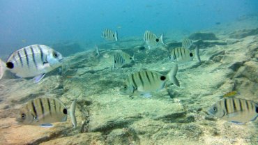 Sea Bream