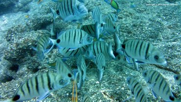 Sea Bream
