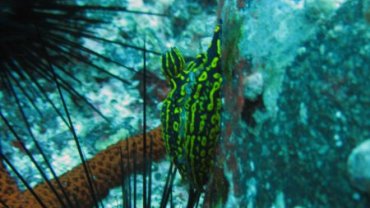 Nudibranch