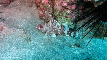 ScorpionFish