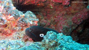 Black Moray Eel