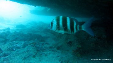 Zebra Bream