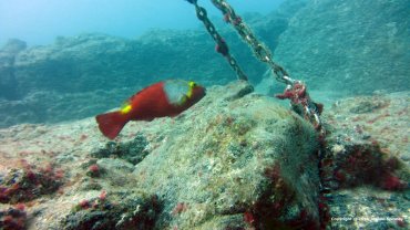 Female Parrot Fish