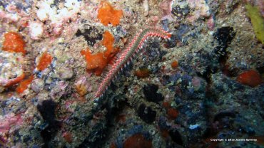 Fire Worm