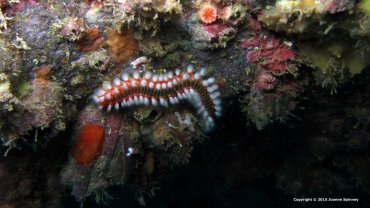 Fire Worm