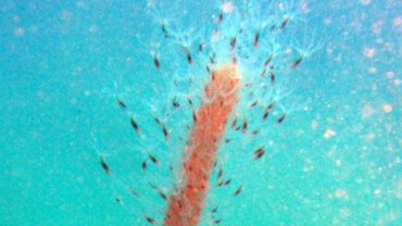 Sea Feather