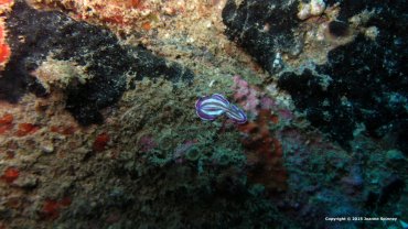 Flat Worm