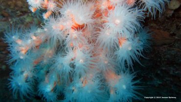 Orange Soft Coral