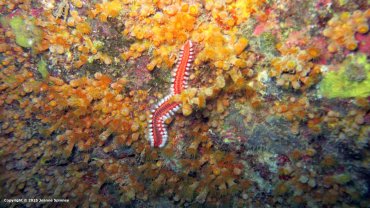 Fire Worm