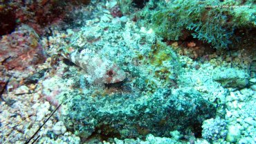 ScorpionFish
