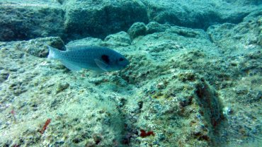Male Parrot Fish