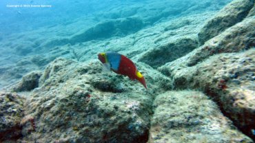 Female Parrot Fish
