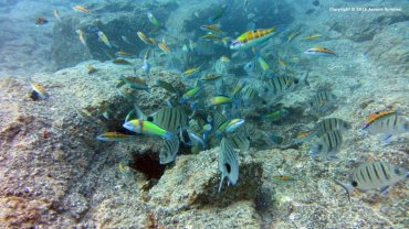 A Group of Sea Bream and Rainbow Wrasse