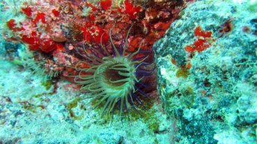 Cerianthus Membranaceus