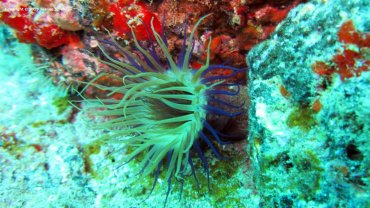 Cerianthus Membranaceus