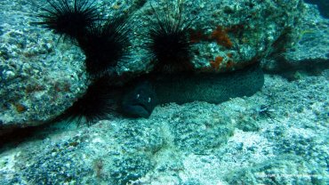 Black Moray Eel