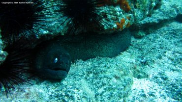 Black Moray Eel