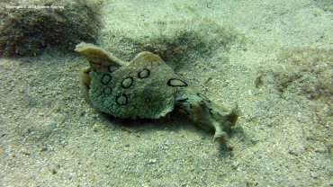 Sea Hare