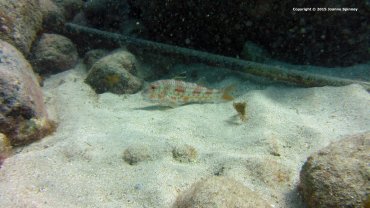 Red Mullet