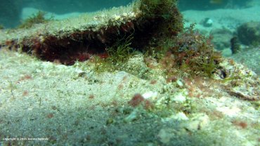 A Baby Goby