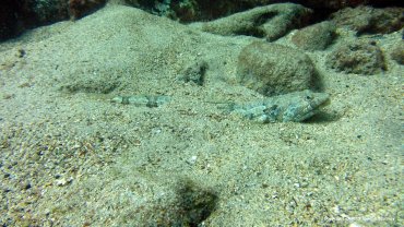 Lizzard Fish