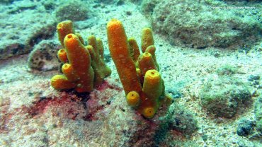 Coral