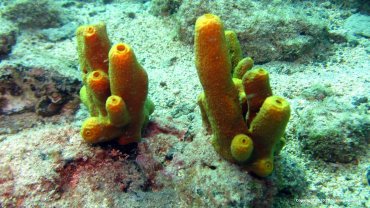 Coral