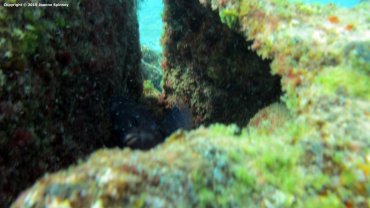 Damselfish