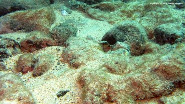 Cuttlefish